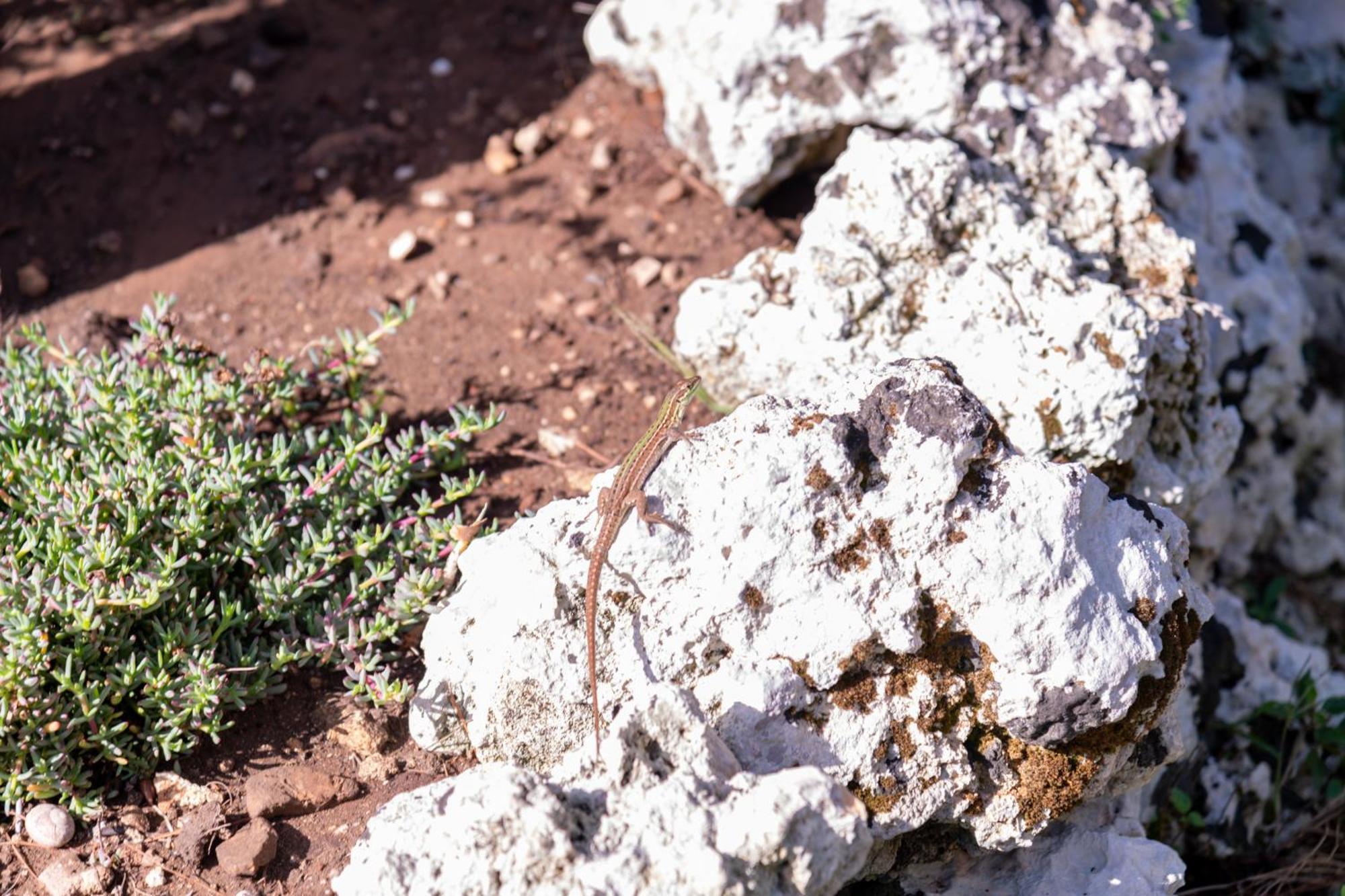 Masseria Caliani Borgagne Kültér fotó